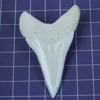 2.  350  Huge Modern Lower Great White Shark Tooth Megalodon Movie Fan HT31 5