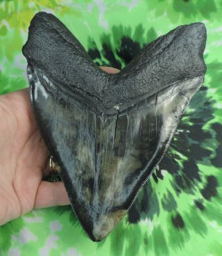 Megalodon Sharks Tooth 6 1/16 " Inch Huge Fossil Sharks Teeth Tooth