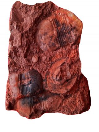 Rare Cekovia Harpides Trilobite.  Upper Ordovician Of China,  Baoshan,  Yunnan