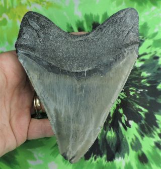 Megalodon Sharks Tooth 5 3/8 " Inch Deformed No Restorations Fossil Sharks Teeth