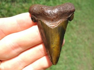 Camo Green Suwannee River Auriculatus Shark Tooth Florida Fossils Sharks Teeth @