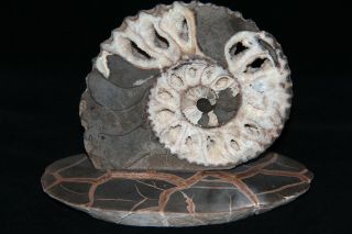 Paleoart Ammonite Gift Cheloniceras Fossil Aptian Russia