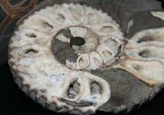 Paleoart Ammonite Gift Cheloniceras Fossil Aptian Russia 2