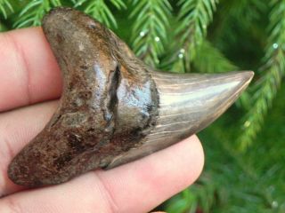 Parotodus Benedeni False Mako Fossil Shark Tooth Teeth