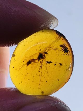 1.  54g Wasp Bee&spider Burmite Myanmar Burmese Amber Insect Fossil Dinosaur Age