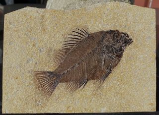 A Priscacara Serrata Fossil Fish From The Eocene Of Wyoming