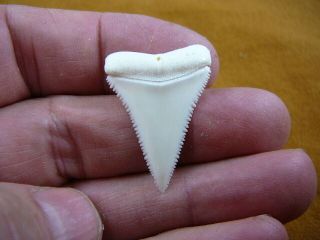 (s412 - 98) 1 - 3/8 " Modern Great White Shark Tooth Teeth Jewelry Sharks Necklace