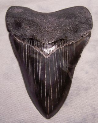 Megalodon Shark Tooth 5 1/16 " Shark Teeth Fossil Sharp Tip Real Megladon Beast