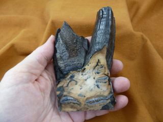 Wm338 - 43) 4 - 1/4 " Rare Extinct Fossil Siberian Woolly Mammoth Tooth Slice