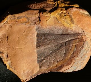 Very Rare Carboniferous Dragonfly Insect Fossil Wing In Mazon Creek Like Nodule