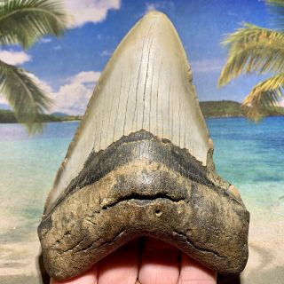 5.  15” Megalodon Fossil Shark Tooth - Quality Fossil - No Restoration