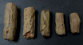Petrified Twigs Set Of Five Specimens From Patagonia,  Argentina 2aa