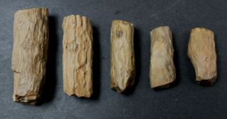 Petrified twigs set of five specimens from Patagonia,  Argentina 2AA 2
