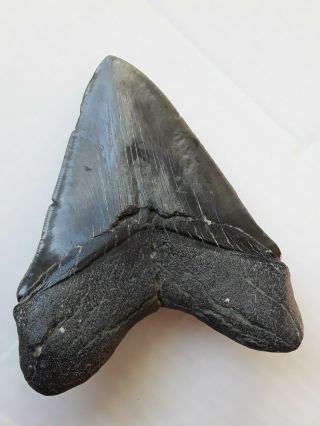 Massive Almost 6 - Inch Megalodon Fossil Shark Tooth - - No Repairs No Restorations