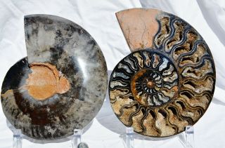 Rare 1n100 Black Ammonite Split Pair Deep Crystals Xxxlrg 7.  5 " 185mm N1222pp