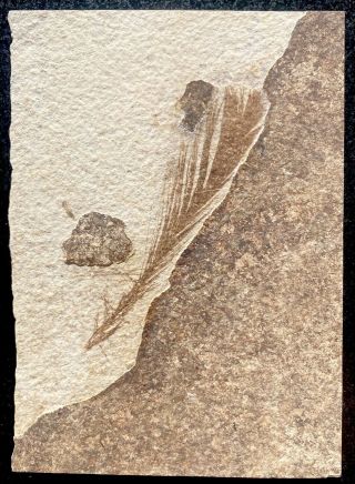 A Large Eocene Bird Feather