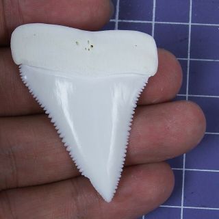 1.  940 Inch Modern Real Great White Shark Tooth Megalodon Teeth Specimen Gb04