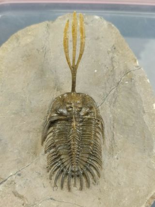Fossil trilobite Walliserops from Devonian Morocco 100 natural 2