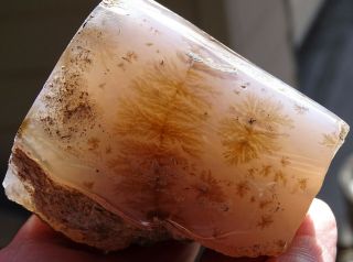 Mw: Petrified Wood Dendritic Agate Limb Cast - Crooked River,  Oregon - Polished
