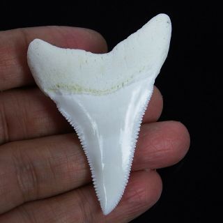 2.  377 ' Huge Modern Lower Real Great White Shark Tooth Megalodon Necklace HT16 2