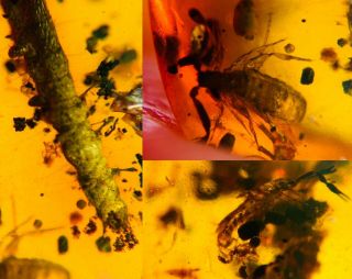 Neuroptera Larva&2 Pseudoscorpion Burmite Myanmar Amber Insect Fossil Dinosaur