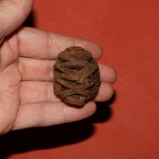 Meta Sequoia Pine Cone Fossil Hell Creek Formation Cretaceous Big Museum Quality