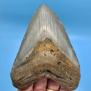 5.  26” Megalodon Shark Tooth - Huge Fossil - No Restoration