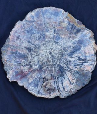 Purplish 16.  25 Inch Fossil Petrified Wood Red Rainbow Round Arizona