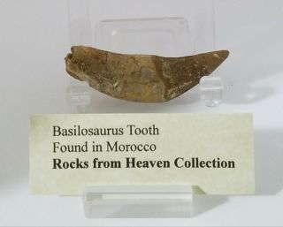 Basilosaurus Tooth 61mm.