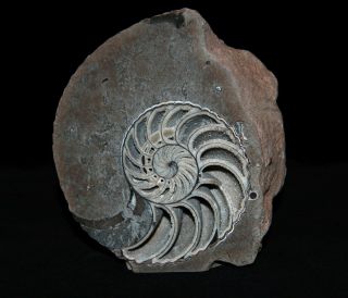Nautilus Paleoart Gift Cymatoceras Fossil Aptian Russia