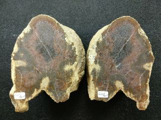 Gem Agatized Dinosaur Bone Vertebrae Pair Utah