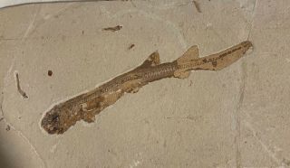 Lebanon Fish Fossil Very Rare Shark,  Upper Cretaceous 100 Million Years.