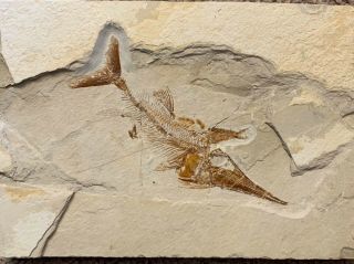Lebanon Fish Fossil Very Rare Apateopholis,  Upper Cretaceous 100 Million Years.