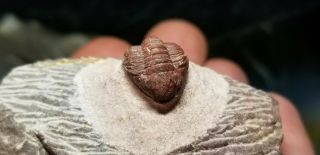 Awesome red Gerastos Trilobite from the Devonian of Morocco natural red color 2