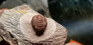 Awesome red Gerastos Trilobite from the Devonian of Morocco natural red color 3
