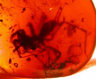 Rare Giant Spider With Spinnerets In Burmite Amber Fossil Dinosaur Age