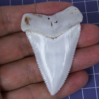 2.  444  Huge Modern Great White Shark Tooth Megalodon Fan Upper Necklace Ht24