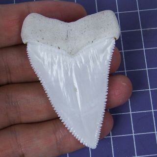 2.  444  Huge Modern Great White Shark Tooth Megalodon Fan Upper Necklace HT24 2