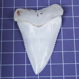 2.  444  Huge Modern Great White Shark Tooth Megalodon Fan Upper Necklace HT24 3