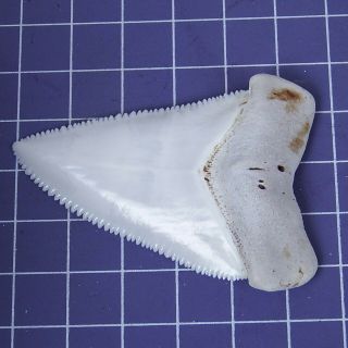 2.  444  Huge Modern Great White Shark Tooth Megalodon Fan Upper Necklace HT24 4