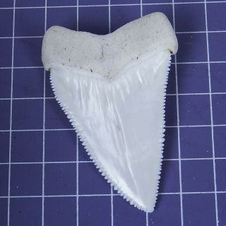 2.  444  Huge Modern Great White Shark Tooth Megalodon Fan Upper Necklace HT24 5