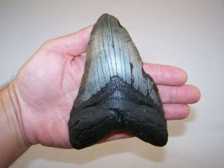 5.  84 " Megalodon Fossil Shark Tooth Teeth - 12.  8 Oz - Stand No Restoration