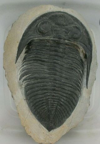 Fossil Devonian Trilobite Zlichovaspis Odontochile Rugosa Standing Spines