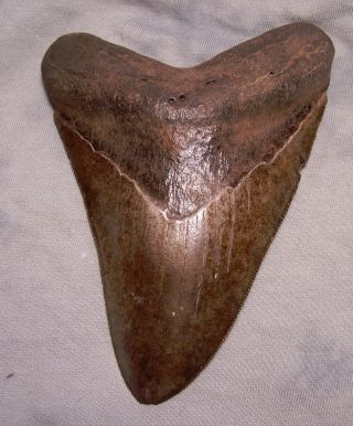 Megalodon Shark Tooth 5 3/16 " Shark Teeth Fossil Real Megalodon Jaw Beast