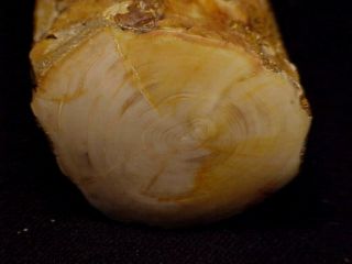 Rw 11 " Long " Petrified Wood Limb " From Ty Valley,  Central Or.  One Only