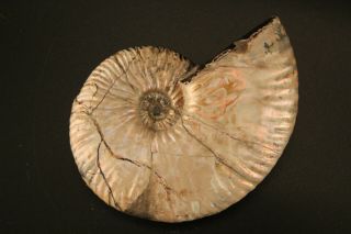 Russian Ammonite Deshayesites Sp.