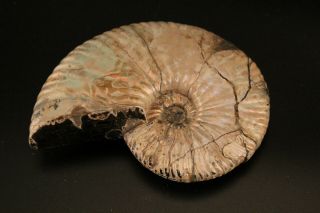 Russian ammonite Deshayesites sp. 2