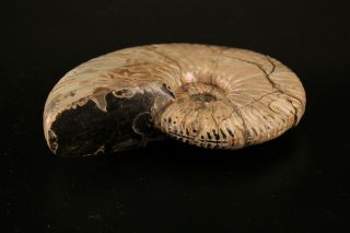 Russian ammonite Deshayesites sp. 3