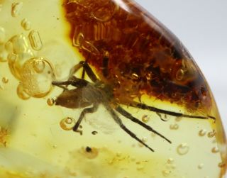 Baltic Amber With Spider Insect | Fossil Inclusion In,  Certified Amber