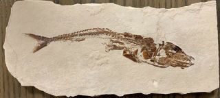 Lebanon Fish Fossil,  Large Eurypholis With Crazy Details,  100 Million Years.